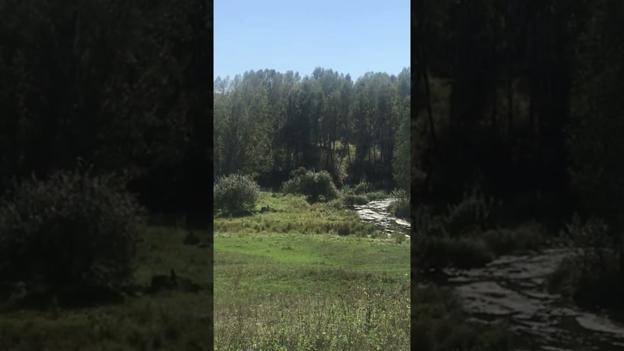 Красивая природа. Речка, лес. Новосибирская область. #shorts смотреть онлайн