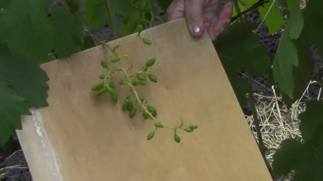 @Виноград 2018. Виноград после завязи смотреть онлайн