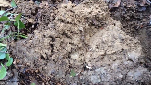 В поисках золота на трёхсотлетней дороге! Встреча с Законом! смотреть онлайн