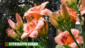 Лилейники. Как найти лучшее место в цветнике