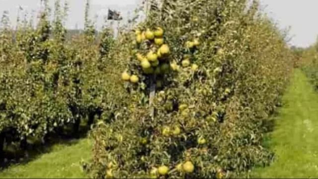 Груша сочного сорта Августовская роса смотреть онлайн