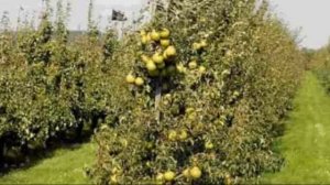 Груша сочного сорта Августовская роса