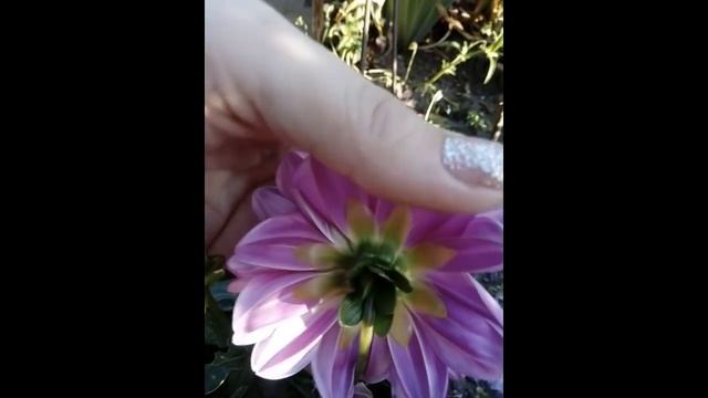 Листья для Пионов и Георгинов. смотреть онлайн