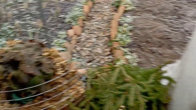 Укрытие крупнолистовой гортензии на зиму смотреть онлайн