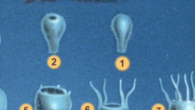 Facts: The Moon Jellyfish смотреть онлайн