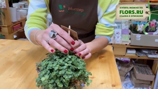 Каллизия - почвопокровное растение для подсадки к крупномерам