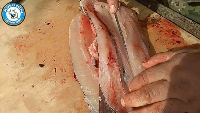Как разделать щуку. Разделка щуки за 3 минуты. Разделка щуки на берегу протоки. Разделка на юколу.