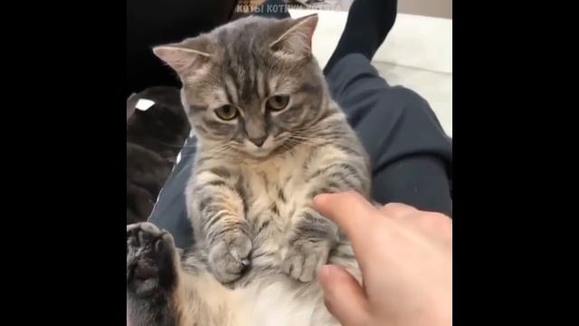 Смешные КОТЫ КОТИКИ КОТЯТА Приколы с животными #25 смотреть онлайн
