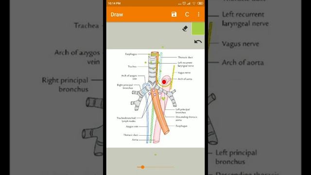 Posterior Mediastinum part 2 THORAX смотреть онлайн