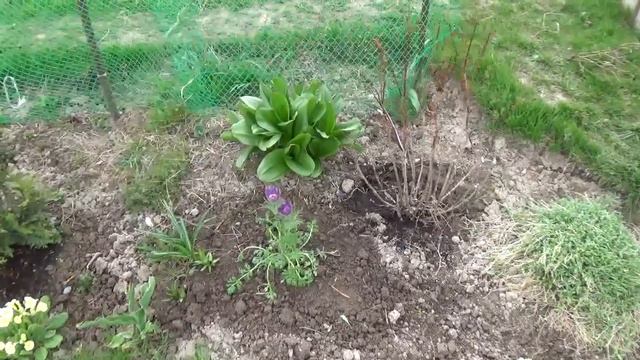 Мой небольшой участок привела частично в порядок ! смотреть онлайн