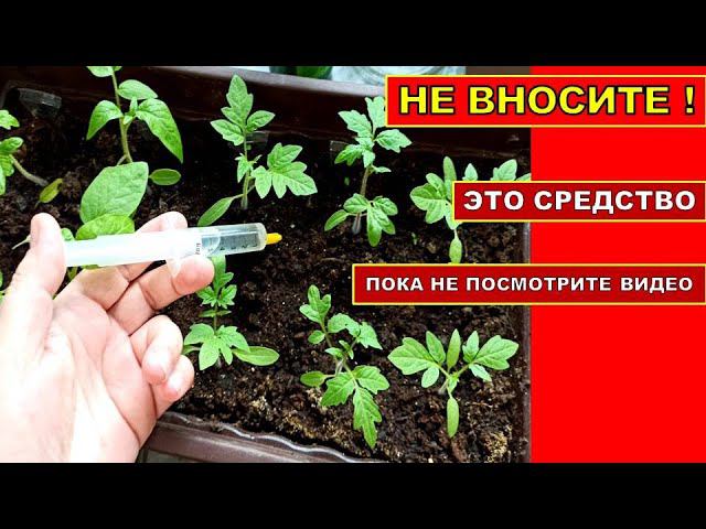 НЕ ВНОСИТЕ ЭТО СУПЕР СРЕДСТВО ПОКА НЕ ПОСМОТРИТЕ ВИДЕО! РЕГУЛЯТОР РОСТА РАССАДЫ ТОМАТОВ!