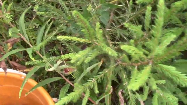 Ищем рыжики. смотреть онлайн