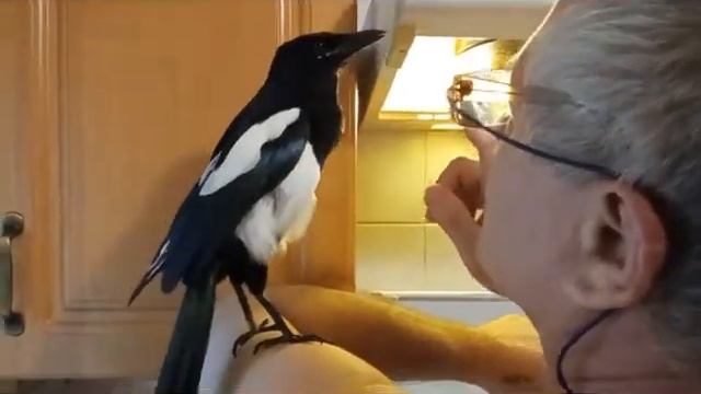 Обозвал птичку жадиной , а такой реакции не ожидал ! / Called the bird greedy and she was offended смотреть онлайн