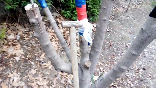 На одном дерево много сортов! Это интересно и экономично )) смотреть онлайн