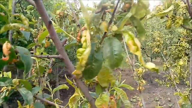 Курчавость листьев у персика смотреть онлайн