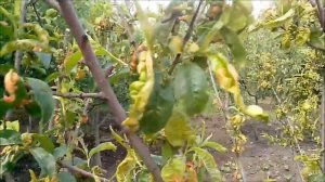 Курчавость листьев у персика