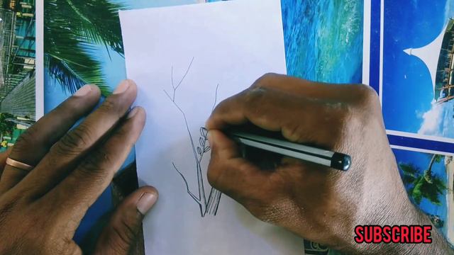 Oryza Sativa / How To Draw Pariser Sativa / Botany Practical Record 12 / #botany#trending