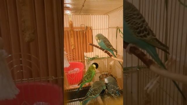 Волнистые попугаи не должны содержаться поодиночно смотреть онлайн