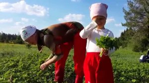 Заготовка Сныти для зимних зеленых коктейлей
