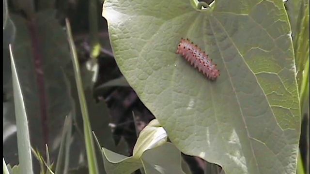 Кирказон. Первые гусеницы Поликсен в этом году. смотреть онлайн