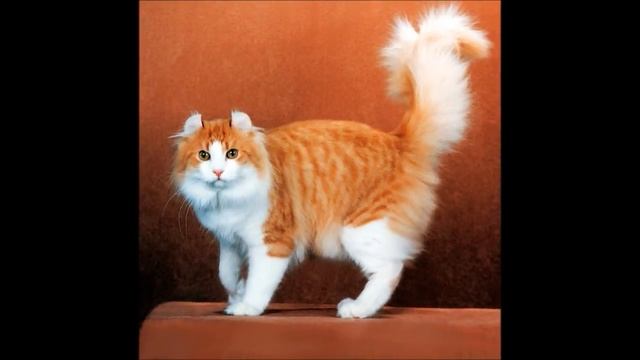 Топ:Самые необычные кошки мира!! Красивые кошки планеты!! смотреть онлайн