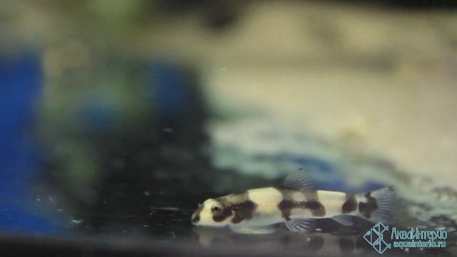 Protomyzon ( Yaoshania ) pachychilus - Panda Loach - Боция панда - купить в СПб смотреть онлайн