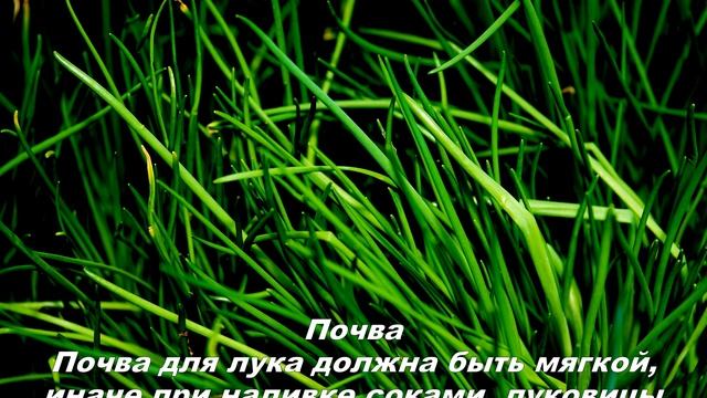 Как глубина посадки Лука под зиму влияет на общий объем урожая? смотреть онлайн