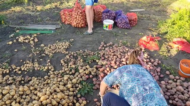 ну сбор картофеля,. посчитай сколько вёдер?? смотреть онлайн