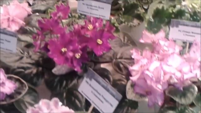 Зоологический музей в Киеве: Выставка фиалок