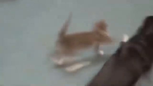 видио приколы с кошками смотреть онлайн