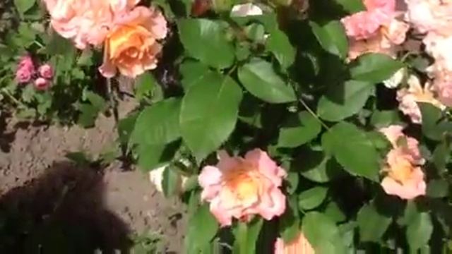 Роза августа Луиза июнь 2014 смотреть онлайн