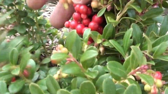 Брусника на грядке смотреть онлайн