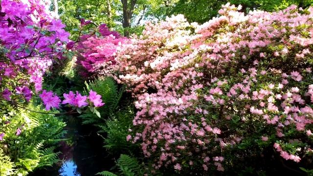 Парки Лондона.Изабелла Плантация.Прогулка по Паркам Лондона смотреть онлайн