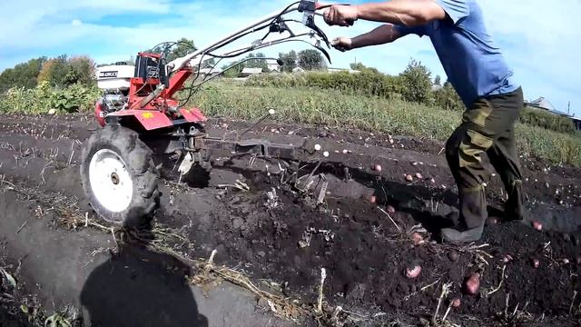 "ОКА" 9 лс и "БРАЙТ" 13 лс с веерными копалками.(Лапами).Копаем картошку.Пробуем разные копалки. смотреть онлайн