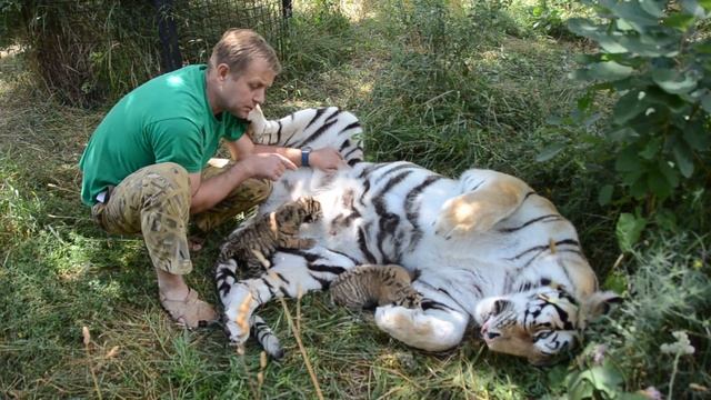 Тигрица кормит тигрят, которых дает ей Человек! смотреть онлайн