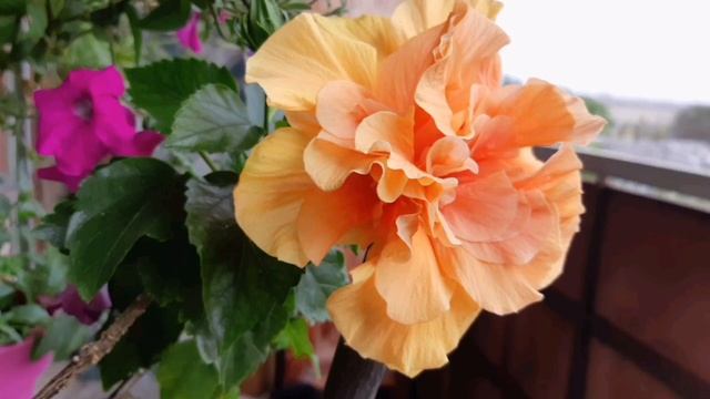 506‼ ВОСХИЩЕНИЕ.‼СКОРО ‼Сновидение ,август смотреть онлайн