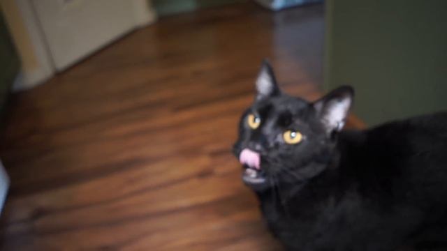 Talking Kitty Cat 57 - The Cat That Hacked The Votes смотреть онлайн