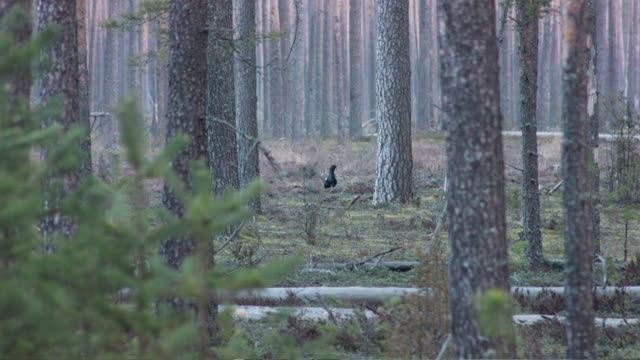 Поиск глухариного тока 2. С камерой в весеннем лесу. Весенняя охота в Псковской области. смотреть онлайн