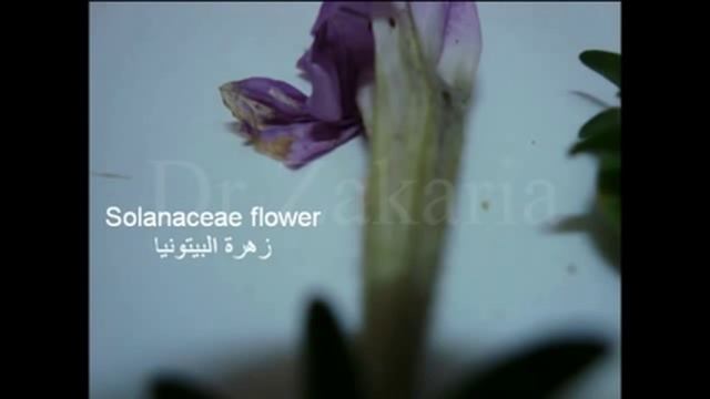Solanaceae Family Flower смотреть онлайн