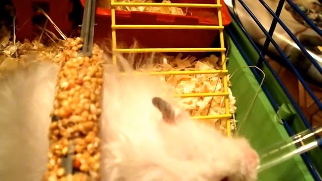 Жизнь хомяка Альбиноса.""" смотреть онлайн