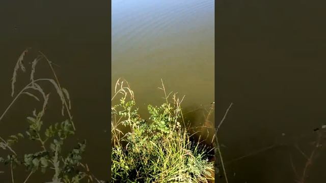 Рыбалка на Ворошиловском смотреть онлайн