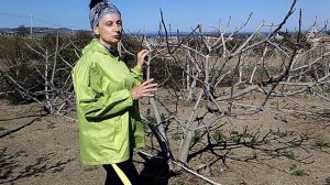 Обрезка инжира. Формирование  куста.