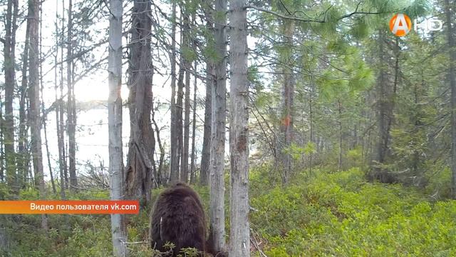 Медведица с медвежатами попалась на фотоловушку смотреть онлайн