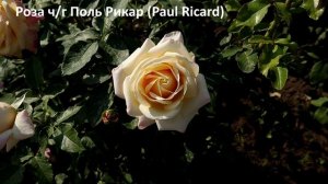 5 РОЗ - здоровые сорта с высокой энергией роста, с хорошей зимовкой нежно-абрикосового цвета.