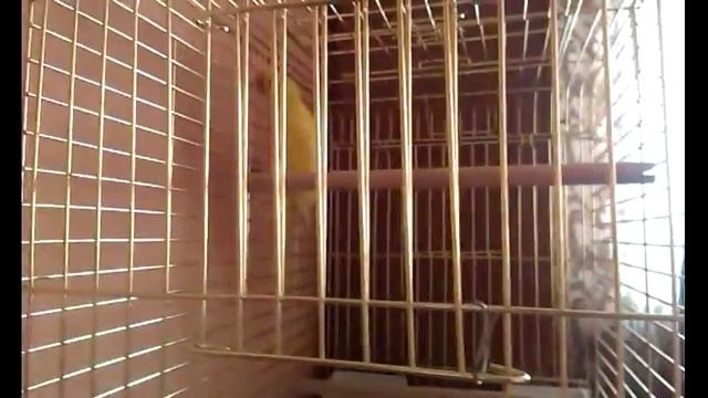 Приручение ожерелового попугая смотреть онлайн