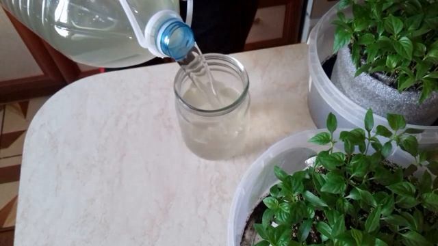 Вторая подкормка перца. Чем и когда. смотреть онлайн