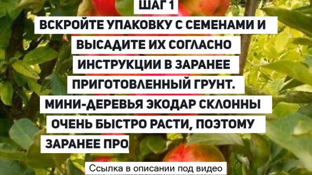 Гибридные фруктовые мини деревья - мини деревья. гибридные деревья! экодар. смотреть онлайн