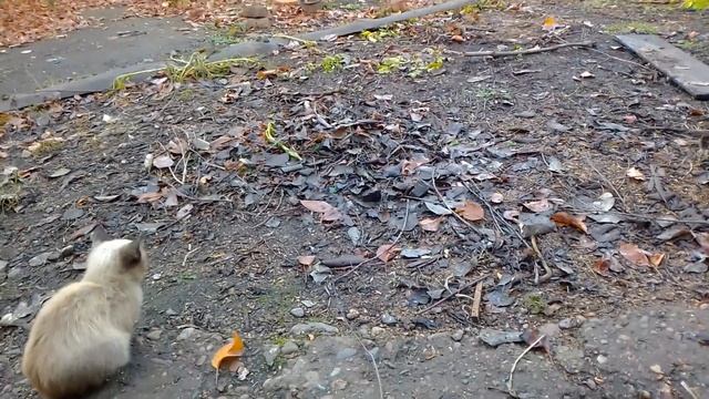 Бездомные котята в стране Советов. А дело идёт к зиме... -40 у нас это нормально