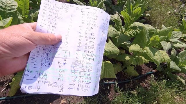 обзор сортов табака по заболеваниям и устойчивости к ним часть-1 смотреть онлайн