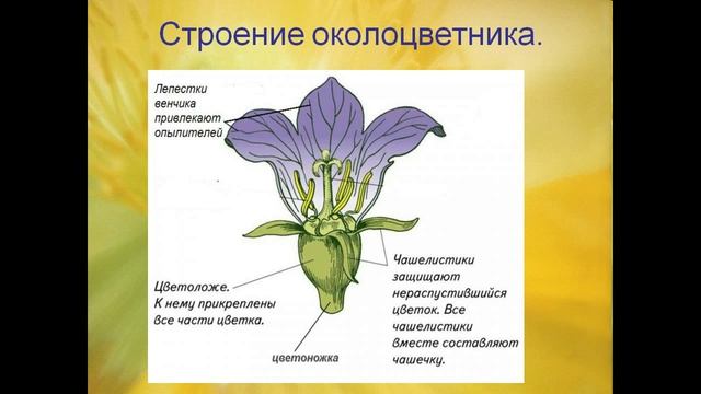 Цветок смотреть онлайн